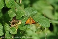 large skipper butterfly-1
